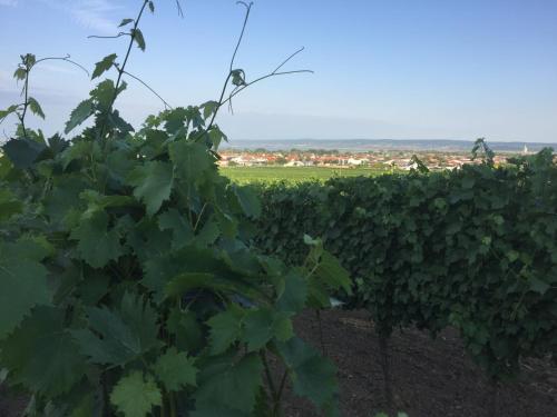 Galeriebild der Unterkunft Weingut Krikler in Weiden am See