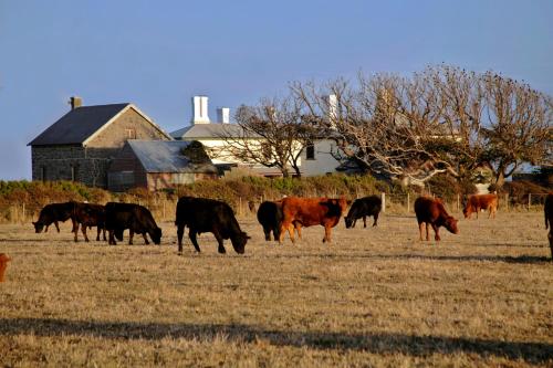 a herd of cows grazing in a field at Cable Station Accommodation in Stanley