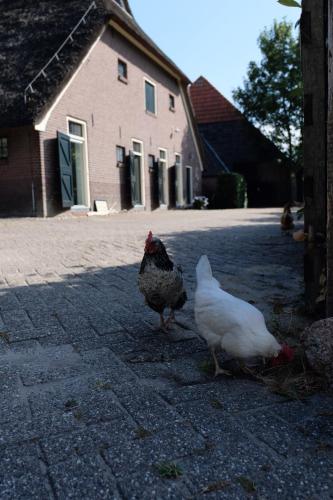 two chickens standing on a street next to a house at Onder de Appelboom in Garminge