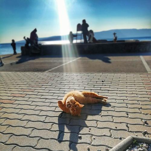 a cat laying on the ground on a sidewalk at Apartment Bellavita Senj in Senj