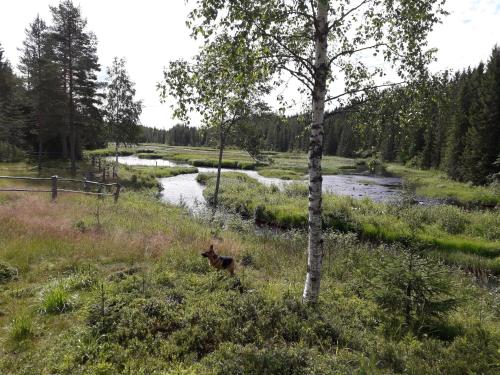 a dog sitting in the grass next to a river at The Old Logging Camp in Yttermalung
