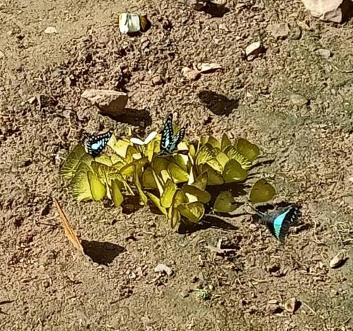 a green plant in the dirt with butterflies on it at ชลลดา ริเวอร์ โฮมสเตย์ แก่งกระจาน in Ban Wang Malako
