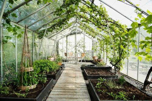 a greenhouse filled with plants and a wooden walkway at Gl Skovridergaard in Silkeborg