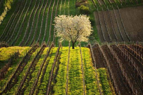 an aerial view of a tree in a field at Vinoza - ubytování a vinný sklep v Moravském Toskánsku in Hovorany