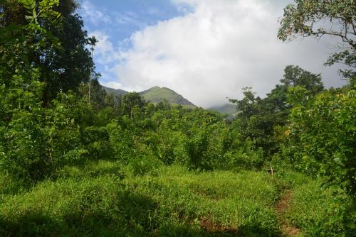 a field with trees and a mountain in the background at Stream Garden Mountain Resort in Kalpetta