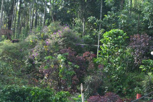 a garden filled with lots of plants and trees at Stream Garden Mountain Resort in Kalpetta