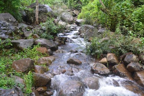 a stream of water with rocks and trees at Stream Garden Mountain Resort in Kalpetta