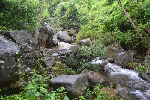 a stream of water with rocks in a forest at Stream Garden Mountain Resort in Kalpetta