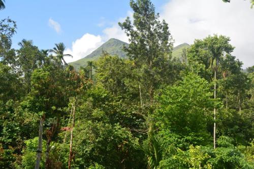 a mountain in the middle of a forest with trees at Stream Garden Mountain Resort in Kalpetta