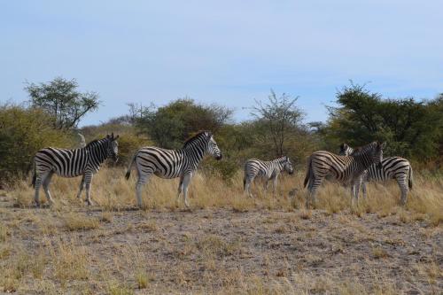 Gallery image of Chobe Sunset Chalets in Lesoma