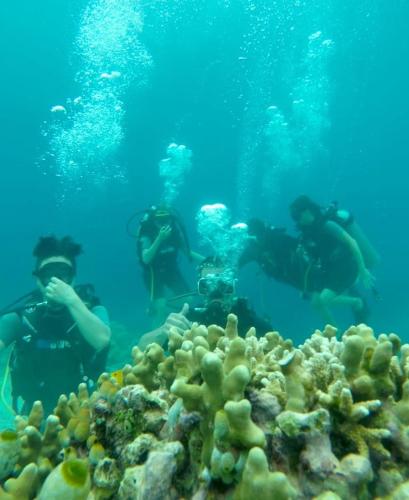 a group of people taking pictures of a coral reef at Apollo Hostel in Lovina