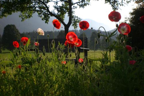 a group of red flowers in a field at Pension Möslehnerhof in Ramsau am Dachstein