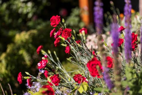 a group of red flowers in a garden at Landhaus Gasser in Wenns