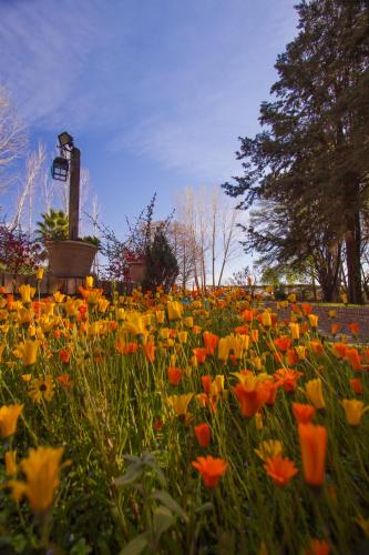 a field of colorful flowers in a park at Lujan De Cuyo B&B in Ciudad Lujan de Cuyo