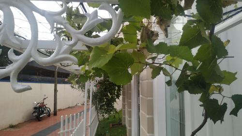 a bunch of grapes hanging from the ceiling of a building at Daffodils Spice Court in Cochin
