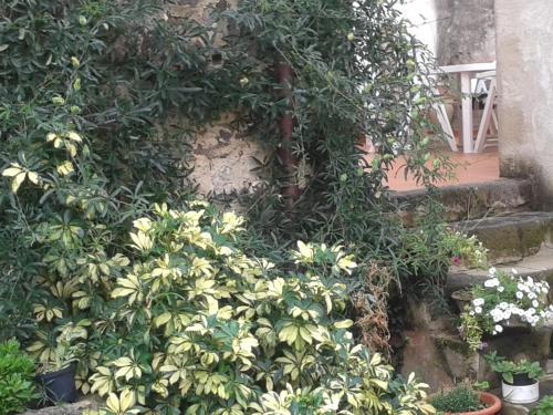 a bunch of plants on the side of a building at Bed & Breakfast Casa Pisanu in Narbolia