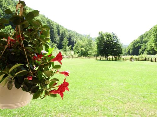 a potted plant sitting in a field of grass at Casa din Vale in Săcuieu