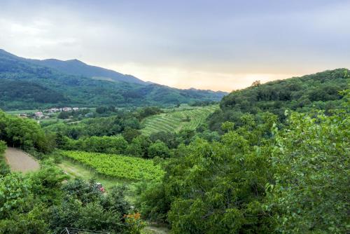 a view of a vineyard in the hills at ČEBRON FAMILY ESTATE in Branik