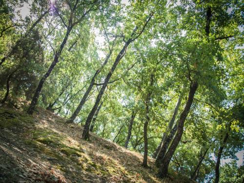 Gallery image of Cerquestra Camping Village in Monte del Lago