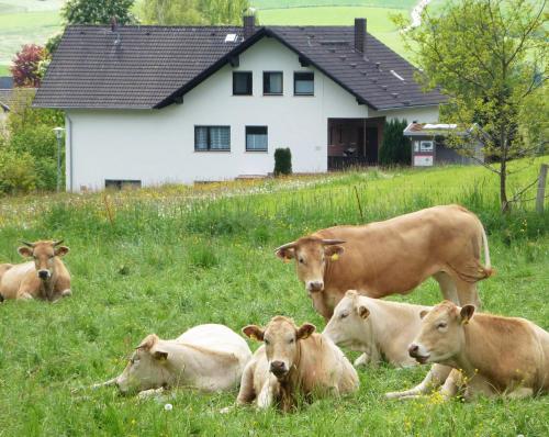 a group of cows laying in the grass in front of a house at Ferienwohnungen Finke in Frankenau