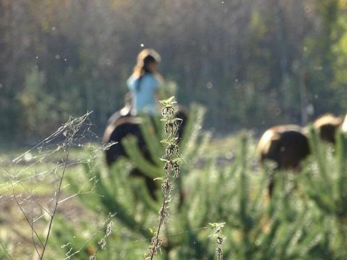 une femme fait de l'équitation dans un champ dans l'établissement Landhaus Kirchberg, à Nardt