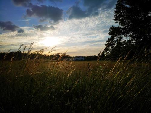 a field of tall grass with the sun in the sky at Landhaus Kirchberg in Nardt