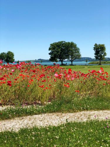 a field of red flowers with trees in the background at Alpenglück de Luxe Ferienwohnung am Forggensee in Schwangau