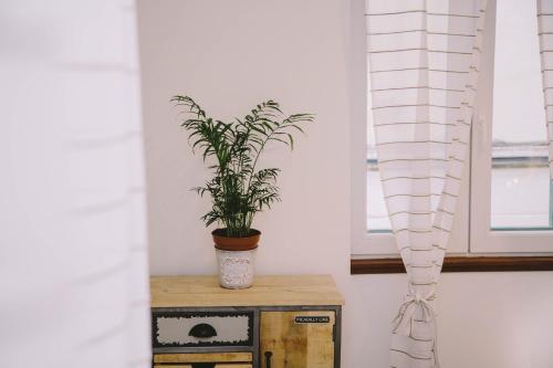 a plant sitting on top of a box with a window at 5 minutes walk ART in Split