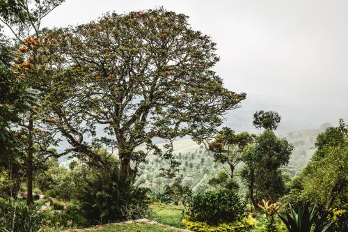 a tree with oranges on it in a field at Thotalagala in Haputale