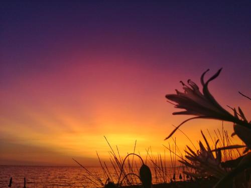 a sunset over the ocean with a flower in the foreground at Dimora degli Ulivi in Caprioli