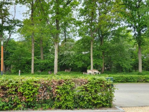 Taman di luar B&B Dennenbos