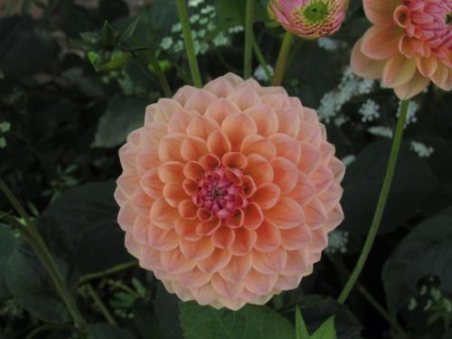 a close up of a pink dahlia flower at The Old Vicarage Hotel & Restaurant in Bridgwater