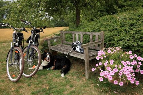 two dogs sitting next to a bench next to a bike at La Petite Bruyere De Renaix in Ronse