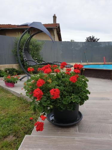garnek czerwonych kwiatów siedzący obok basenu w obiekcie Maison d'hôtes chez Aud w mieście Dagneux