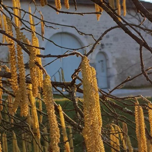 a tree with yellow flowers in front of a building at Les Hauts De Chalonne in Le Gond-Pontouvre