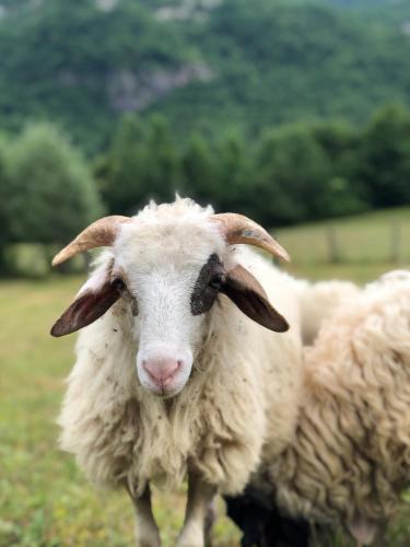 a group of sheep standing in a field at Molla Guest House in Theth