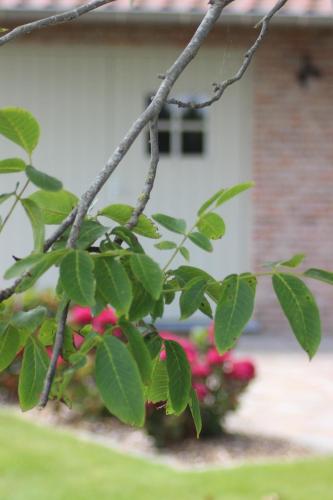 a tree with green leaves and pink flowers in a yard at 't Ligt ter Velde, oase van rust, sauna, directie Brugge in Lichtervelde