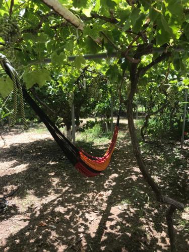 a hammock hanging from a tree in a park at Seaside Studios Arkasa Karpathos in Arkasa
