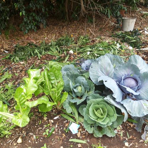 a group of cabbage plants on the ground at Quiet and beautiful bungalow near to old Jaffa City in Mishmar Hashiv‘ah