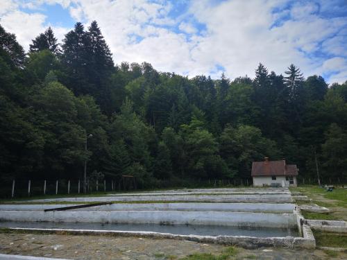 Gambar di galeri bagi Floarea Reginei di Sîmbăta de Sus
