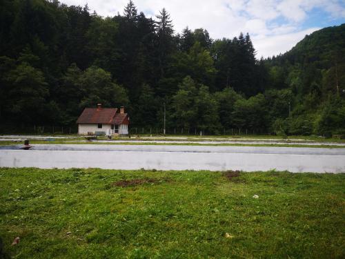 Gambar di galeri bagi Floarea Reginei di Sîmbăta de Sus