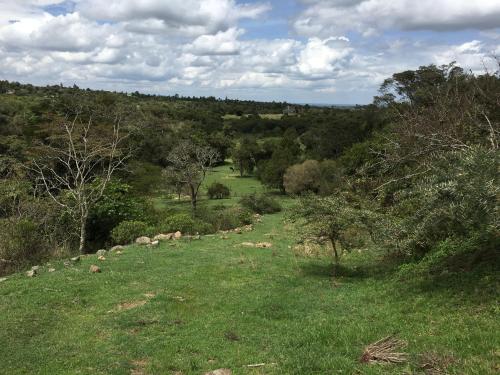a herd of animals walking down a grassy hill at Olesamara Collection in Nanyuki