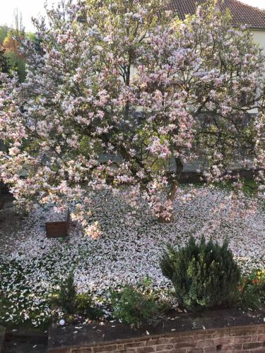 un árbol florido en un jardín con flores rosas en chambres d'hotes " Le Magnolia ", en Sainte-Croix-aux-Mines