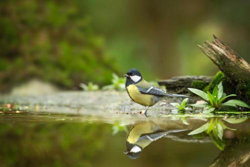 a bird standing on the edge of a body of water at Moulin Royale in Saint-Etienne-Roilaye