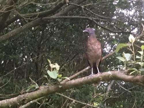 a bird perched on top of a tree branch at Globi Lodge #4 in Monteverde Costa Rica