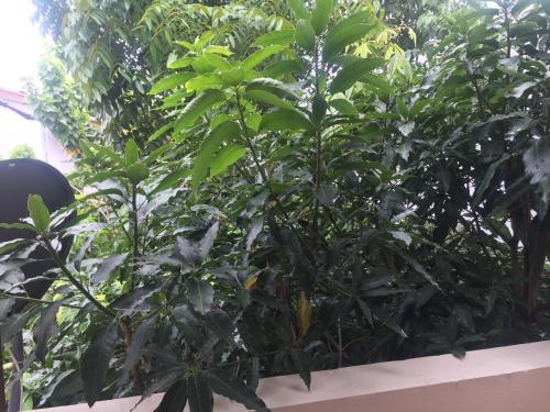 Green Woods 야외 정원
