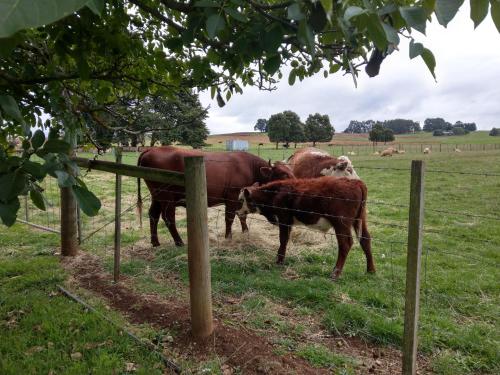 two cows standing behind a fence in a field at Cradle at Casa Blanca Country Retreat in Barrington