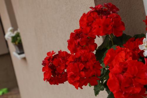 Φωτογραφία από το άλμπουμ του Silentium Garden Apartman Sárvár σε Sárvár