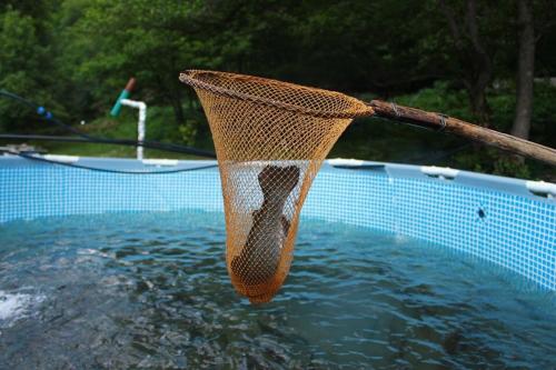 a net is hanging over a swimming pool at Tourist Complex Khomi in Ch'argali