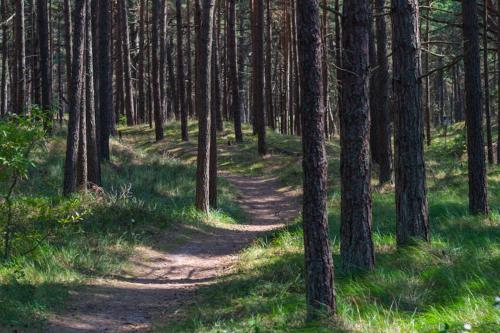 un camino de tierra en un bosque con árboles en VILLA AIDO, en Palanga